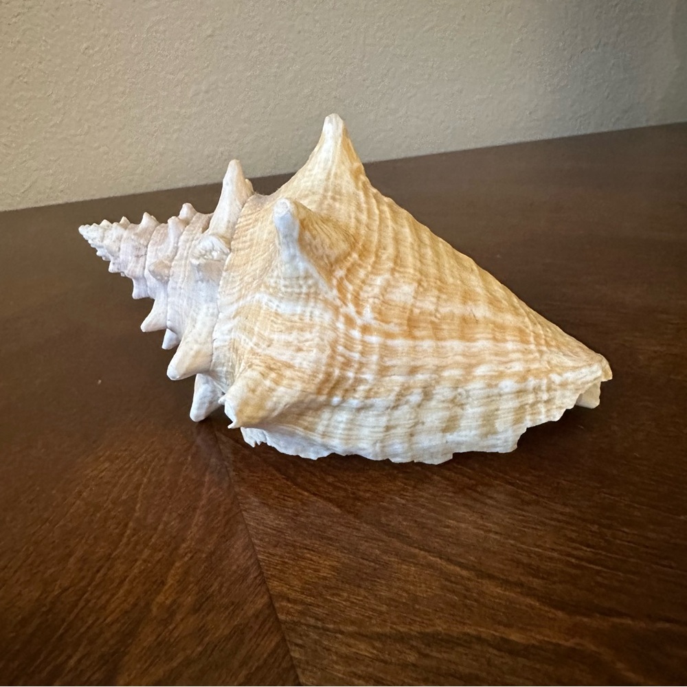 Natural/real conch shell